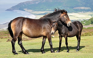 brown and black horse